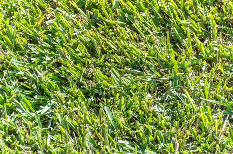 Centipede Sod Installation in Honolulu, HI