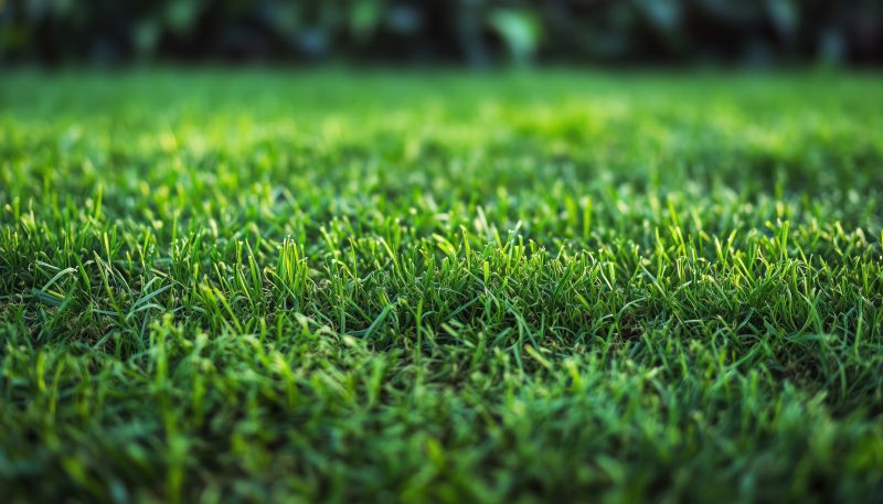 Grass Replacement in Ventura County, CA
