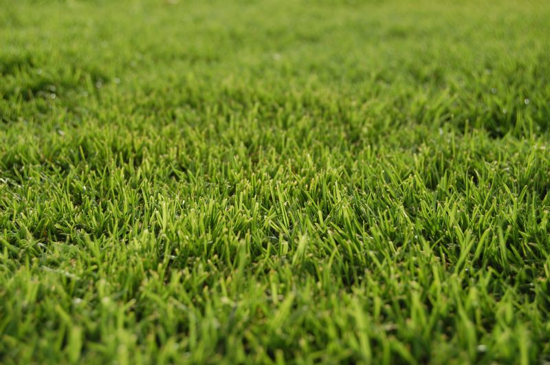 Grass Replacement in Rockwall, TX