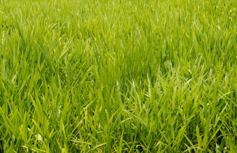 Ryegrass Sod Installation in Honolulu, HI