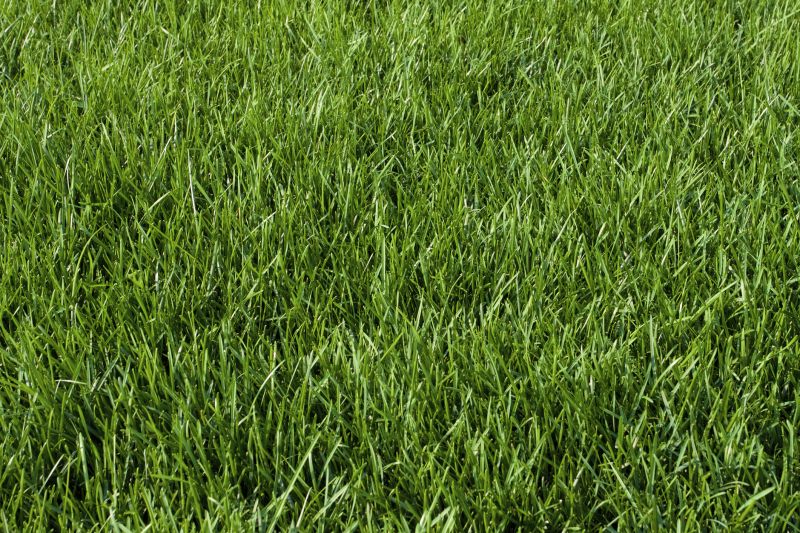 Specialized Sod Suppliers